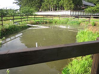 カルガモ達のための手造り池