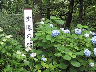 もちろん綺麗に咲いている所もあります！