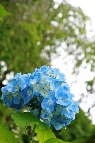 紫陽花