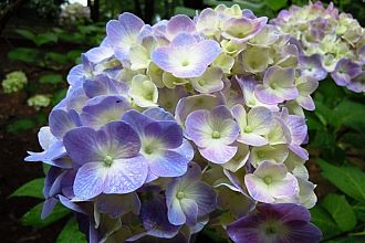 ２色のアジサイ