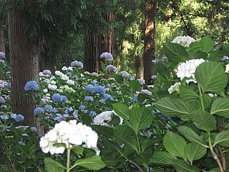 色とりどりの紫陽花たち