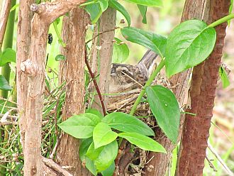 ひばりのひなが誕生しました