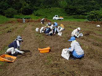 みんなで球根、拾い中。ひたすら拾います。