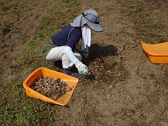 地道な作業です。腰が痛くなります。