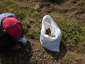掘り起こした球根は土のう袋へ詰めます