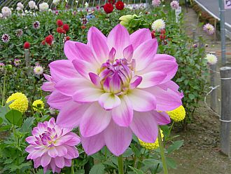 ダリアも皆さんをお待ちしています。