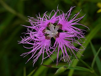 タカネナデシコ