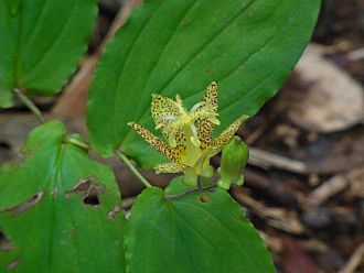 タマガワホトトギスも咲いている