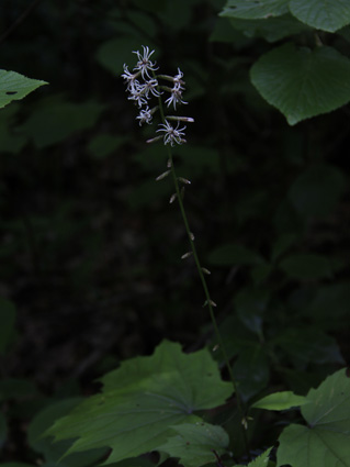 花は渦巻き状に咲く