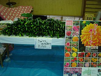 こちらがきゅうりの詰め放題。