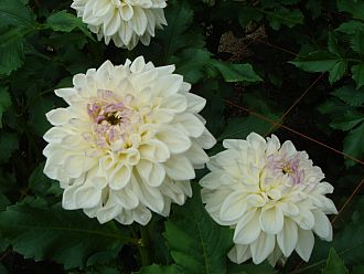 真ん中だけ小さなピンクに染まっています。