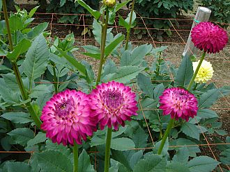 花びらの外側が濃いダリア。