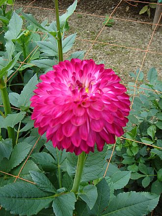 きれいな色です。