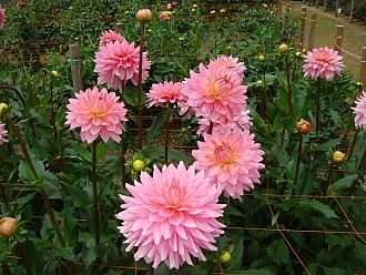 ダリアも満開です。