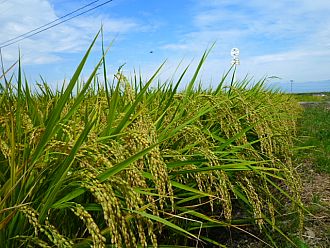 稲も、穂を垂らし　収穫直前です
