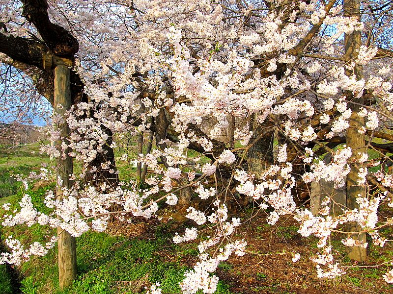 No 1270 石部桜 会津若松市 みんなの投稿フォト 福島県観光情報サイト ふくしまの旅 公式