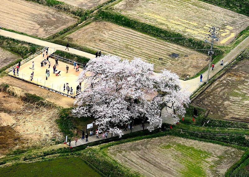 No 石部桜 空撮 会津若松市 みんなの投稿フォト 福島県観光情報サイト ふくしまの旅 公式 No 石部桜 空撮 会津若松市 みんなの投稿フォト 福島県観光情報サイト ふくしまの旅 公式