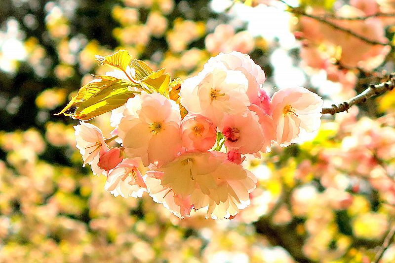 No 大鹿桜 猪苗代町 みんなの投稿フォト 福島県観光情報サイト ふくしまの旅 公式 No 大鹿桜 猪苗代町 みんなの投稿フォト 福島県観光情報サイト ふくしまの旅 公式