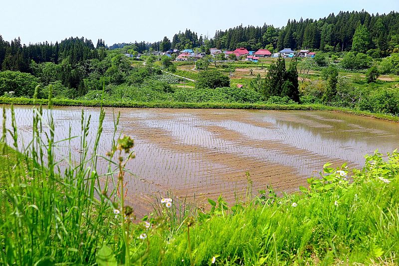 No.14837 ジヌよさらばロケ地(タケの田んぼ&かむろば村)(柳津町