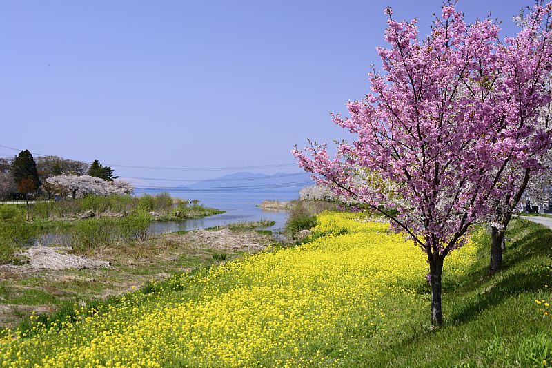 No 17685 八重桜 郡山市 みんなの投稿フォト 福島県観光情報サイト ふくしまの旅 公式
