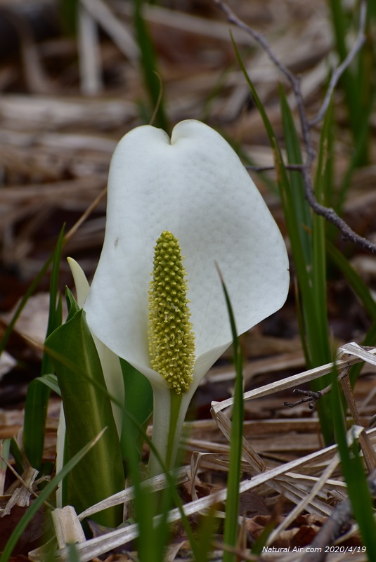 No 気品漂う春の訪れ 密かに咲き広がる水芭蕉ver 天栄村 みんなの投稿フォト 福島県観光情報サイト ふくしまの旅 公式 No 気品漂う春の訪れ 密かに咲き広がる水芭蕉ver 天栄村 みんなの投稿フォト 福島県観光情報サイト ふくしまの旅 公式