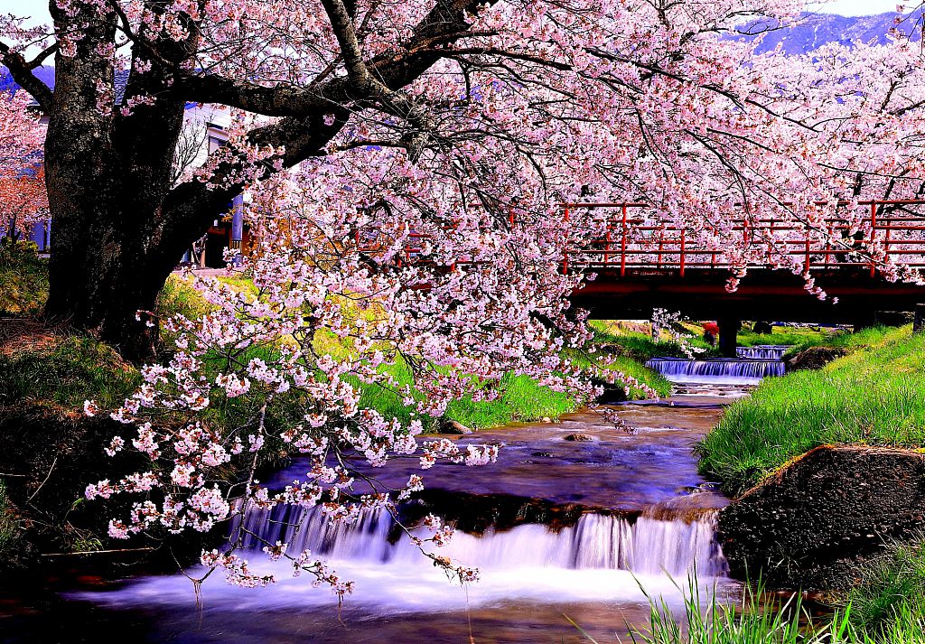 No 観音寺川の桜 猪苗代町 みんなの投稿フォト 福島県観光情報サイト ふくしまの旅 公式 No 観音寺川の桜 猪苗代町 みんなの投稿フォト 福島県観光情報サイト ふくしまの旅 公式