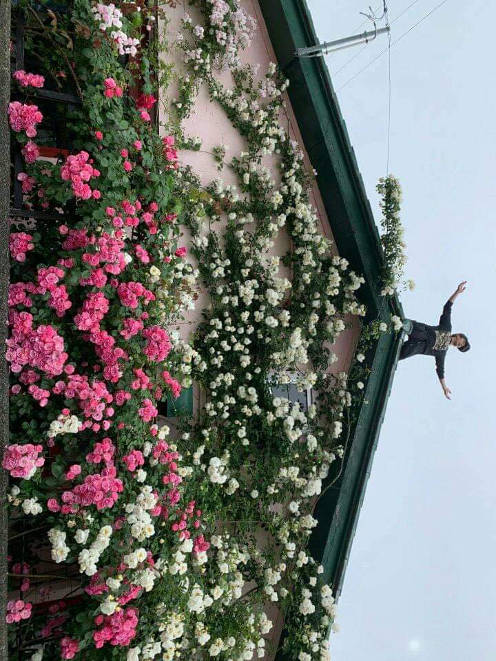 No 壁が薔薇の家 いわき市 みんなの投稿フォト 福島県観光情報サイト ふくしまの旅 公式