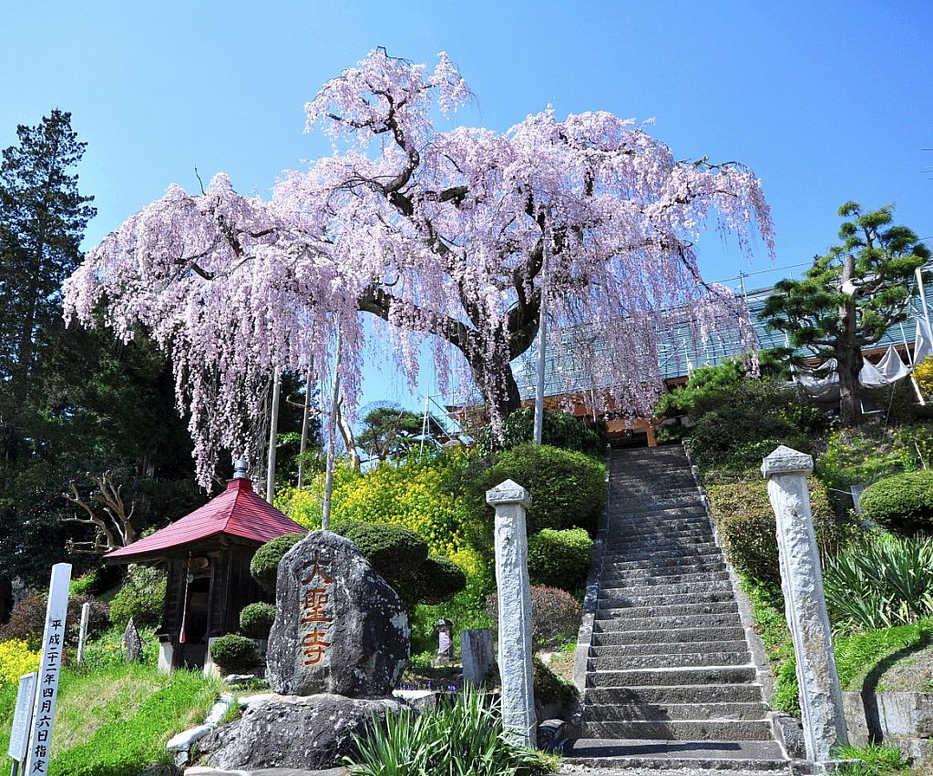 No 大聖寺の桜 郡山市 みんなの投稿フォト 福島県観光情報サイト ふくしまの旅 公式 No 大聖寺の桜 郡山市 みんなの投稿フォト 福島県観光情報サイト ふくしまの旅 公式