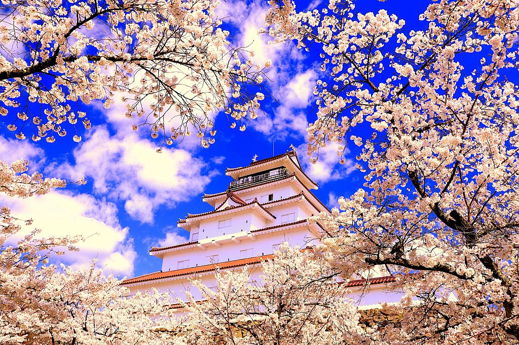 No.18796 鶴ヶ城の桜(会津若松市)（みんなの投稿フォト） - 福島県観光 