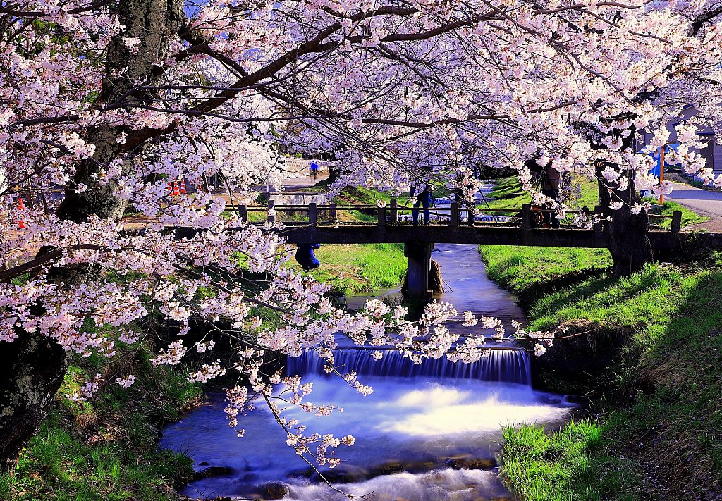 No 181 観音寺川の桜2021 猪苗代町 みんなの投稿フォト 福島県観光情報サイト ふくしまの旅 公式 No 181 観音寺川の桜2021 猪苗代町 みんなの投稿フォト 福島県観光情報サイト ふくしまの旅 公式