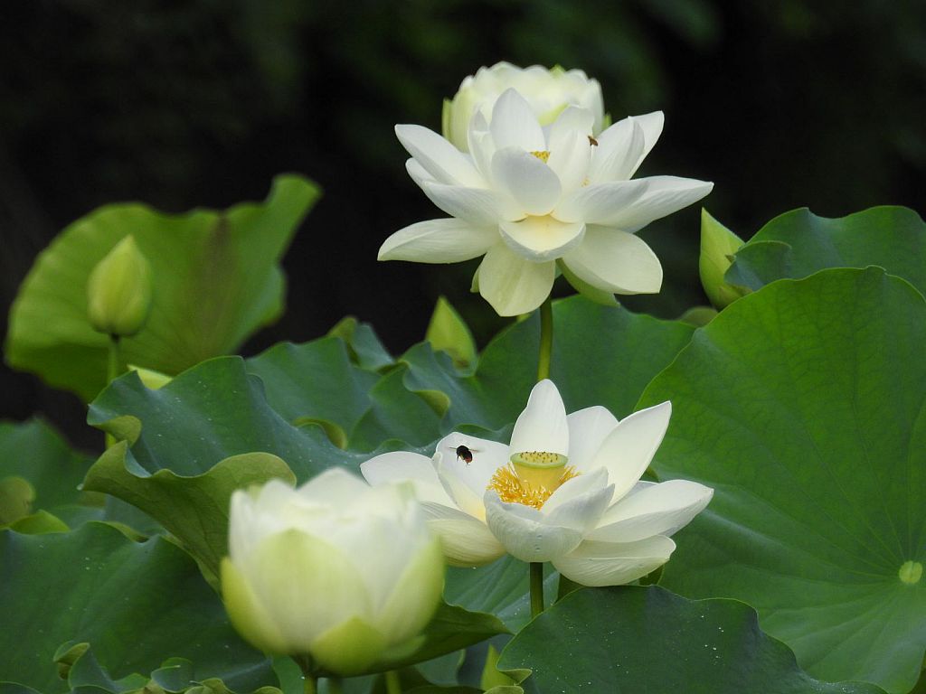 No 152 蓮の花2 二本松市 みんなの投稿フォト 福島県観光情報サイト ふくしまの旅 公式 No 152 蓮の花2 二本松市 みんなの投稿フォト 福島県観光情報サイト ふくしまの旅 公式