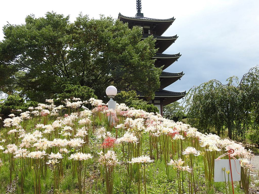 No 190 ふるさと村の花が見頃 二本松市 みんなの投稿フォト 福島県観光情報サイト ふくしまの旅 公式