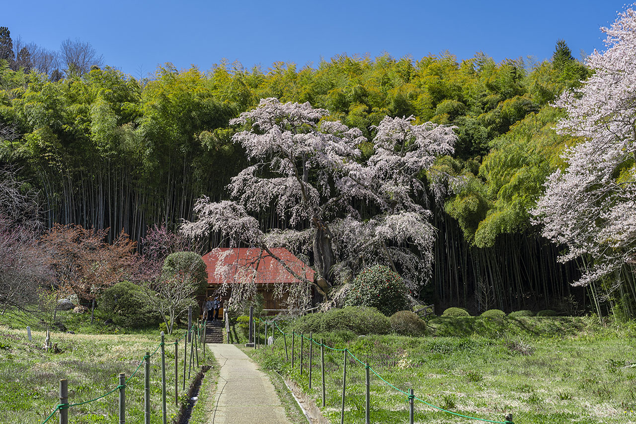 雪村桜