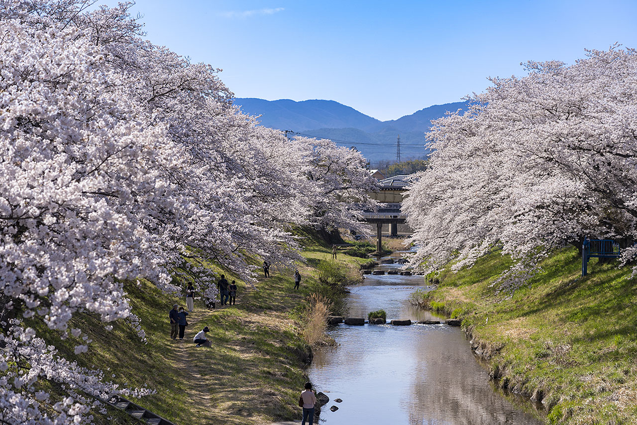 藤田川ふれあい桜