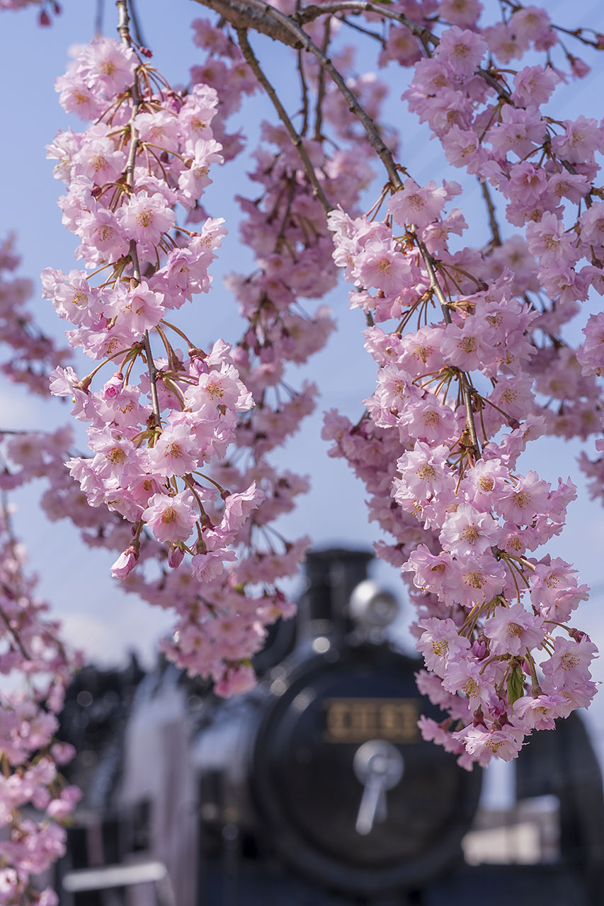 日中線のしだれ桜