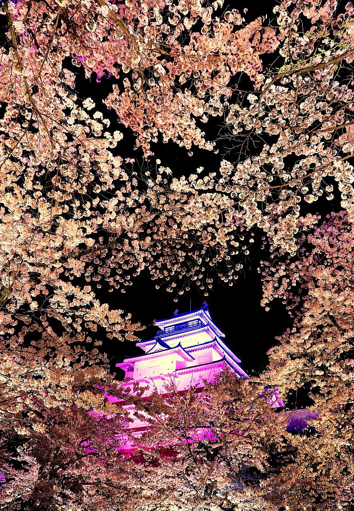 鶴ヶ城の桜ライトアップ2022
