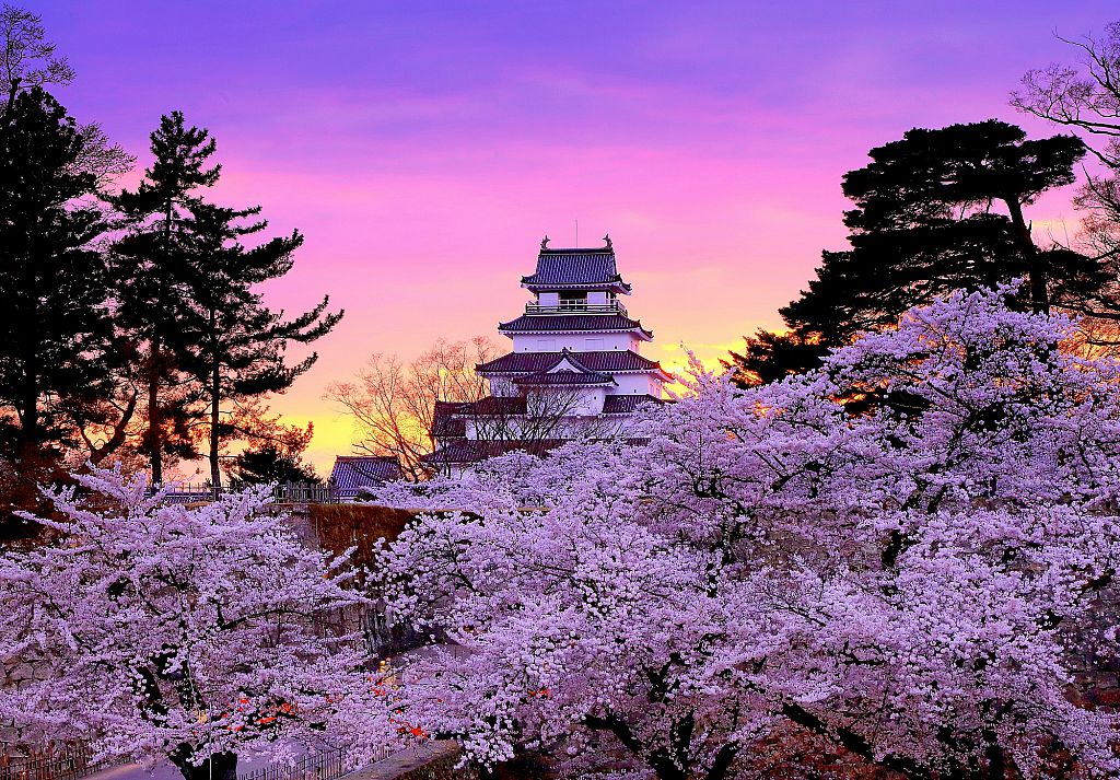 鶴ヶ城の桜ライトアップ2022