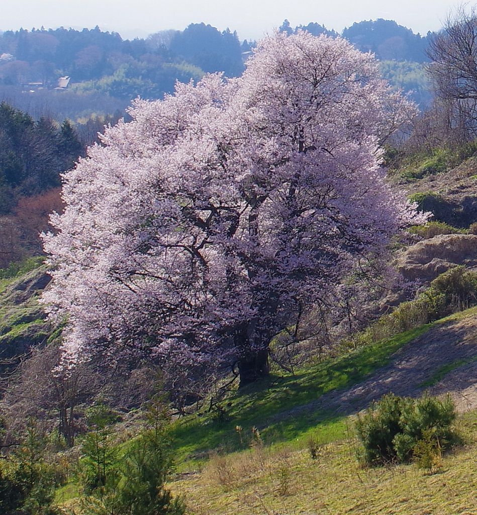 孤高の一本桜