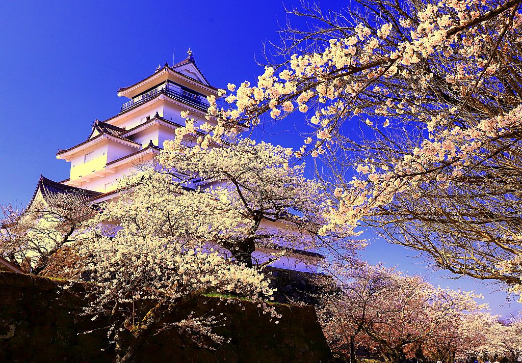 鶴ヶ城の桜2023