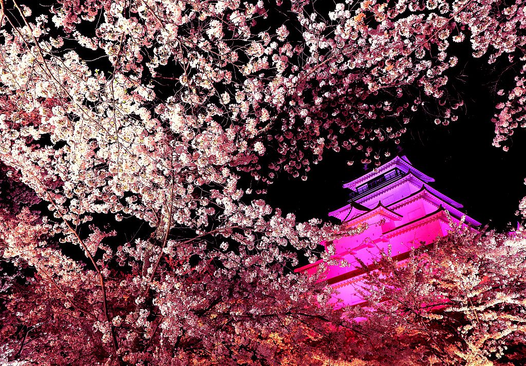 鶴ヶ城の桜ライトアップ2023