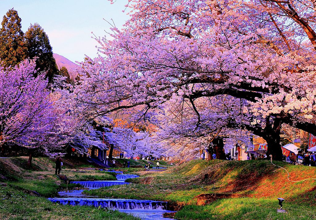 観音寺川の桜2023