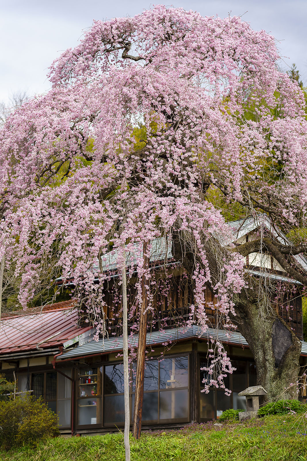 横田陣屋御殿桜