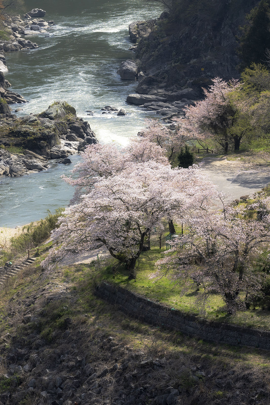 稚児舞台公園と島山の桜