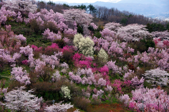 No 977 福島花見山 福島市 みんなの投稿フォト 福島県観光情報サイト ふくしまの旅 公式