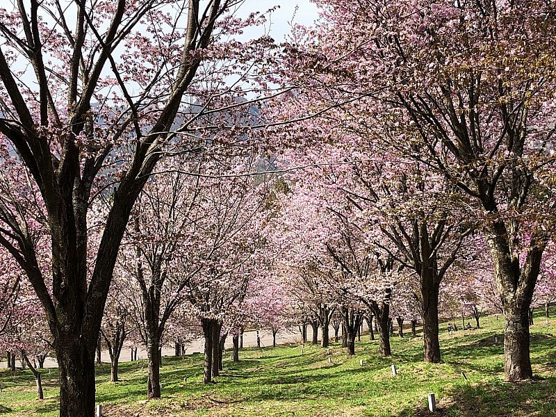 桜峠(北塩原村)
