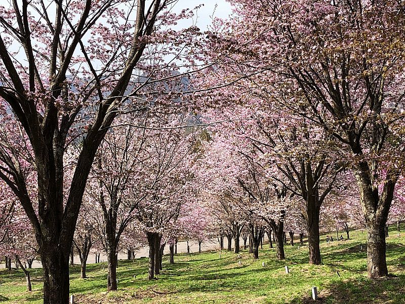 桜峠（北塩原村）