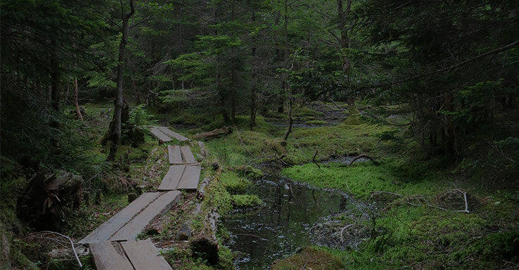 薄暗い登山道のイメージ