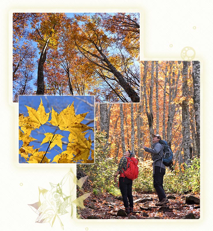 写真：ブナ林の黄葉が見頃の登山道