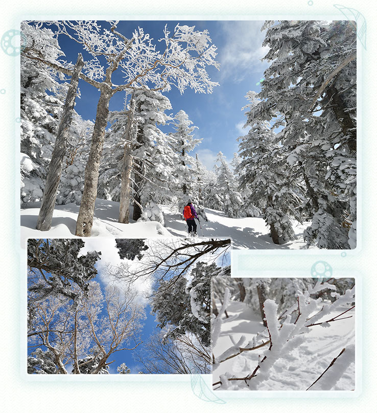 西吾妻山 リトルモンスターに逢いに 雪の百名山へ 登山と旅のコース案内 山からはじまる福島の旅 やまふく 西吾妻山 リトルモンスターに逢いに 雪の百名山へ 登山と旅のコース案内 山からはじまる福島の旅 やまふく